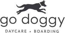Williamsburg's Best Dog Daycare